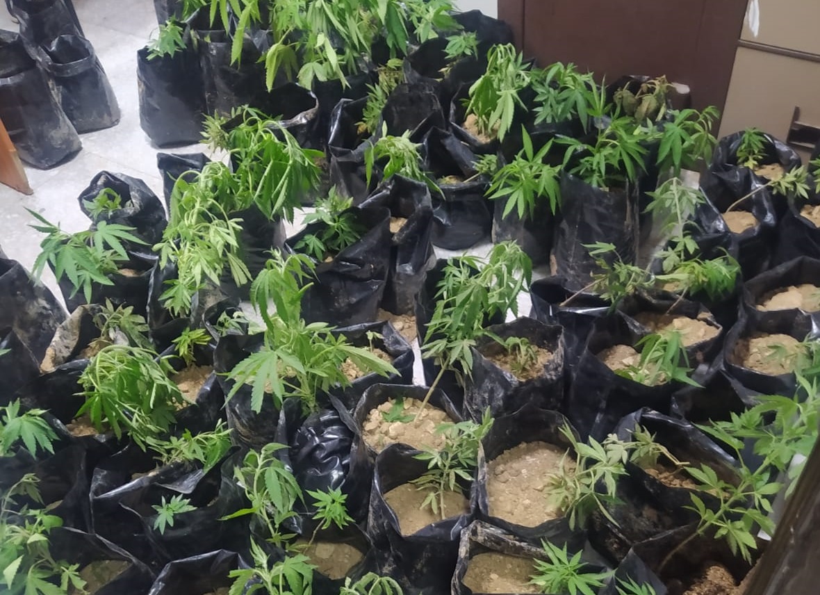 كمية من الأشتال التي تم ضبطها